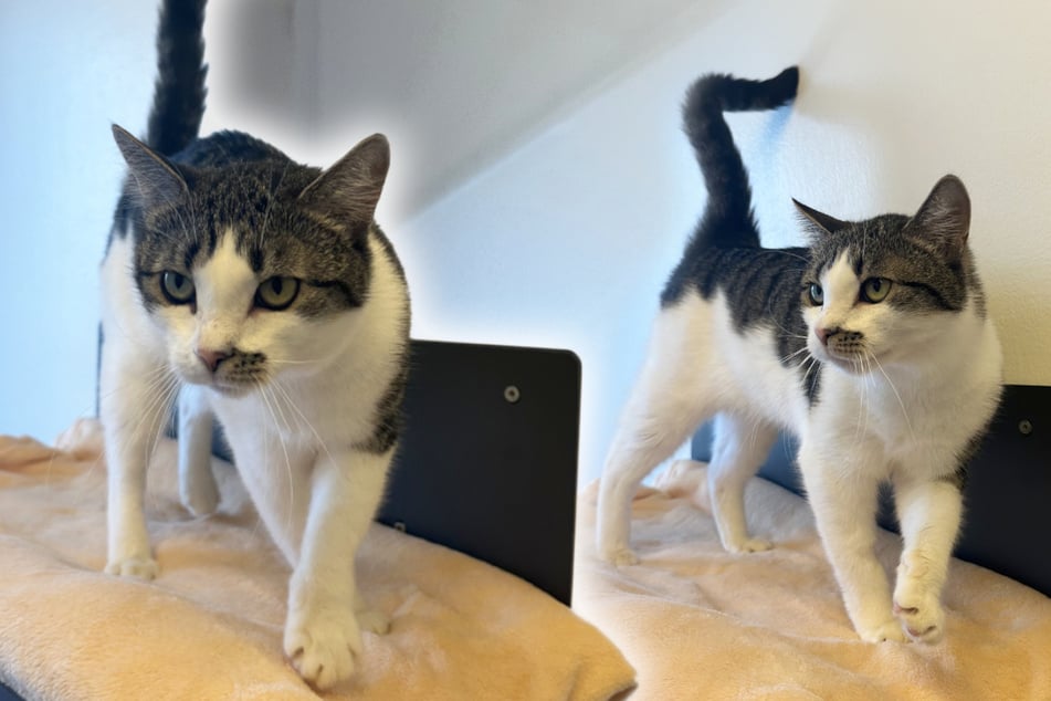 Traumkatze landet im Tierheim: Bekommt "Ice" eine zweite Chance?