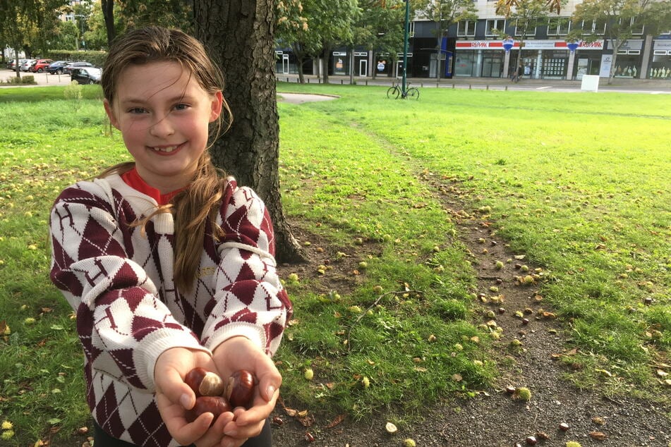 Emilia (9) sammelt gern Kastanien. Mancherorts könnte die Ernte 2023 weniger üppig ausfallen.