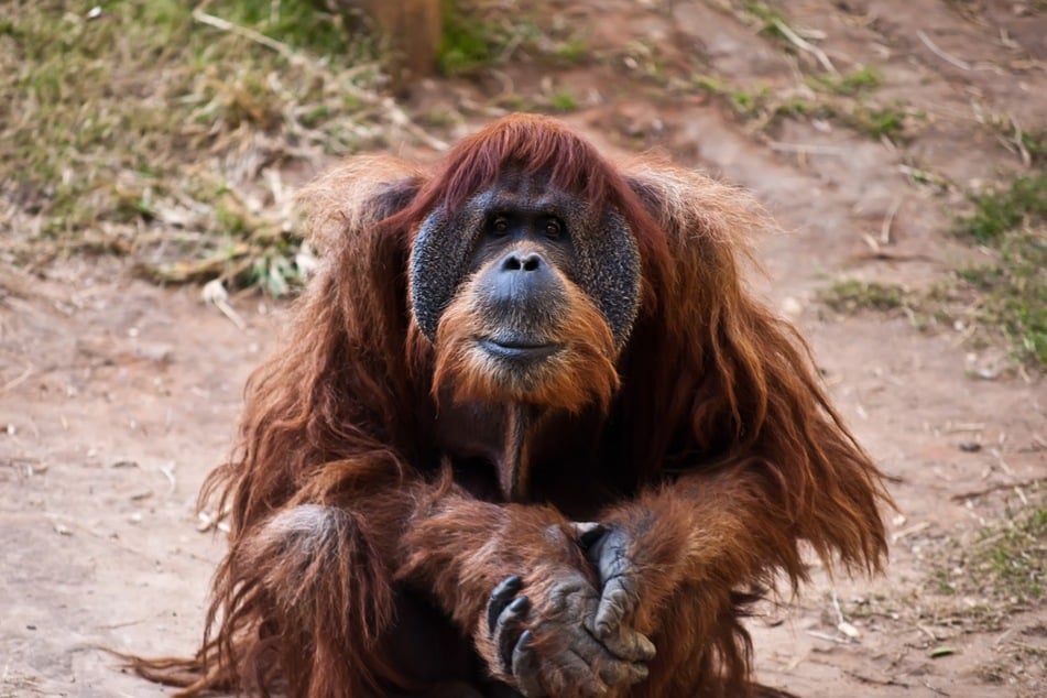 In a world first, an orangutan was spotted using a pain relieving plant to treat its own wound (stock image).