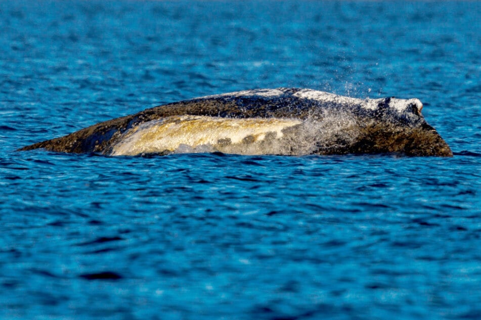 Der Wal ragt am Dienstag deutlich weiter aus dem Wasser hervor als am Montag. Der Wasserstand sinkt.