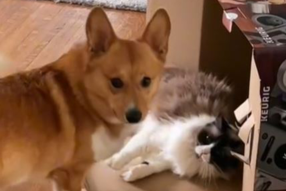 Duncan the Corgi (l.) didn't seem to know what to do with the new cat at first.