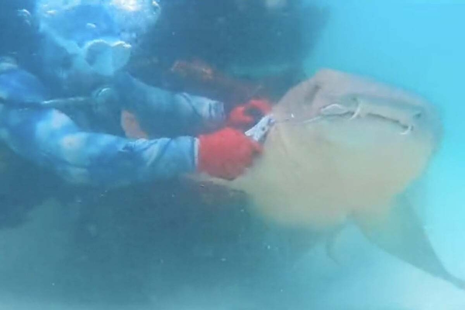 Tazz working to free this nurse shark from the fishing gear that had it pinned.