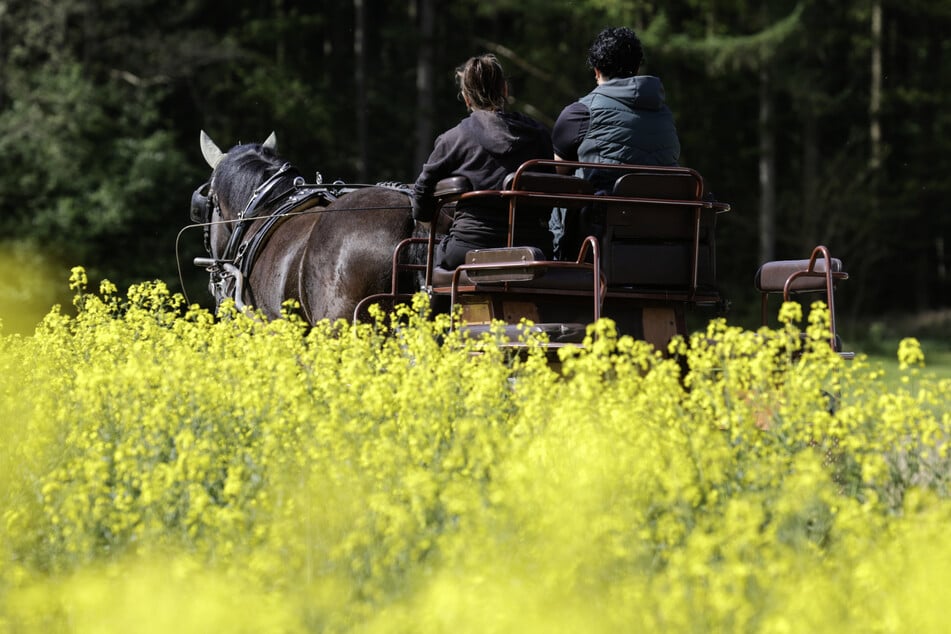 Pferd geht plötzlich durch: Kutsche kippt zur Seite, Mann lebensgefährlich verletzt