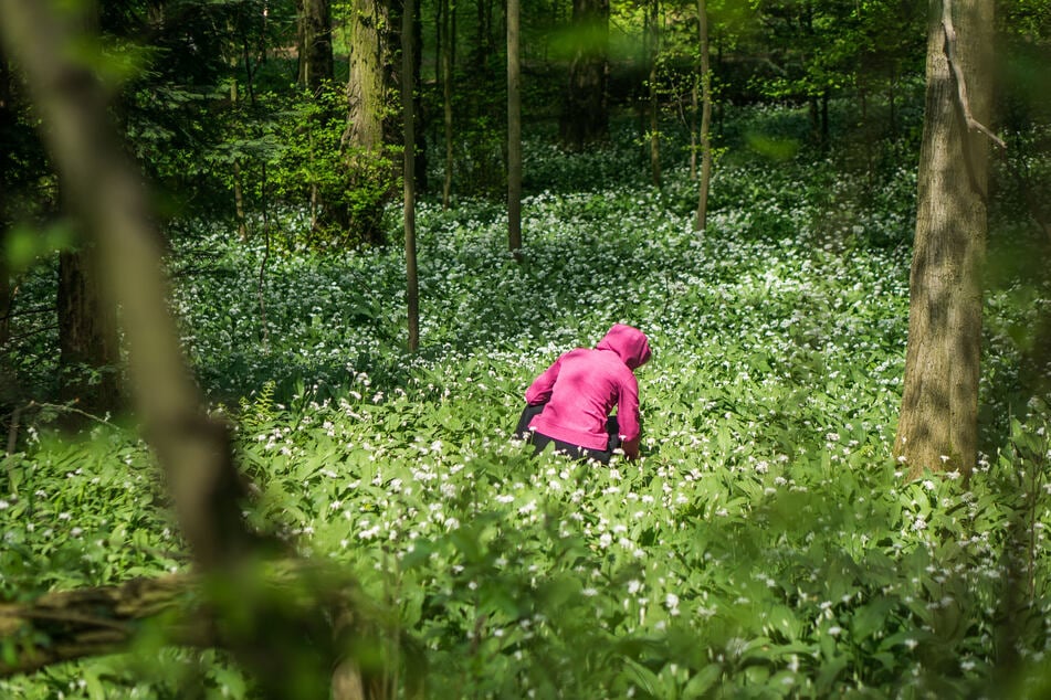 Im großen Stil wollten mehrere Männer Bärlauch klauen. (Symbolbild)