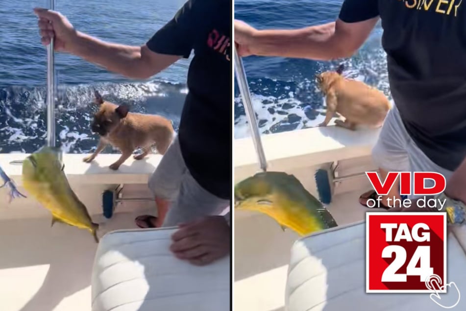 This dog went from inspecting a fish to full-on diving overboard - and his owner's reaction is priceless!
