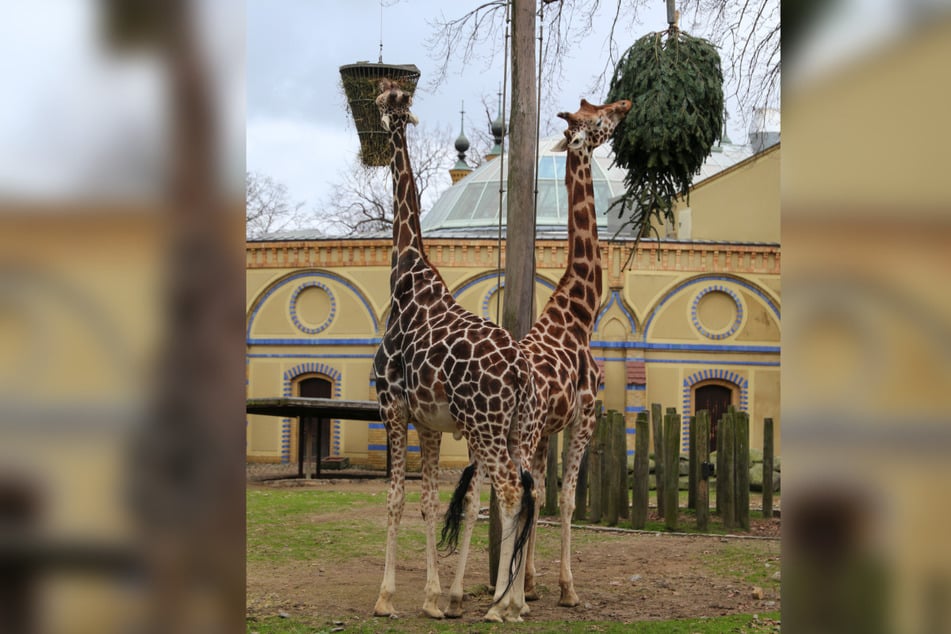 Die Giraffen-Brüder Max (13) und Mugambi (11) waren zunächst skeptisch.