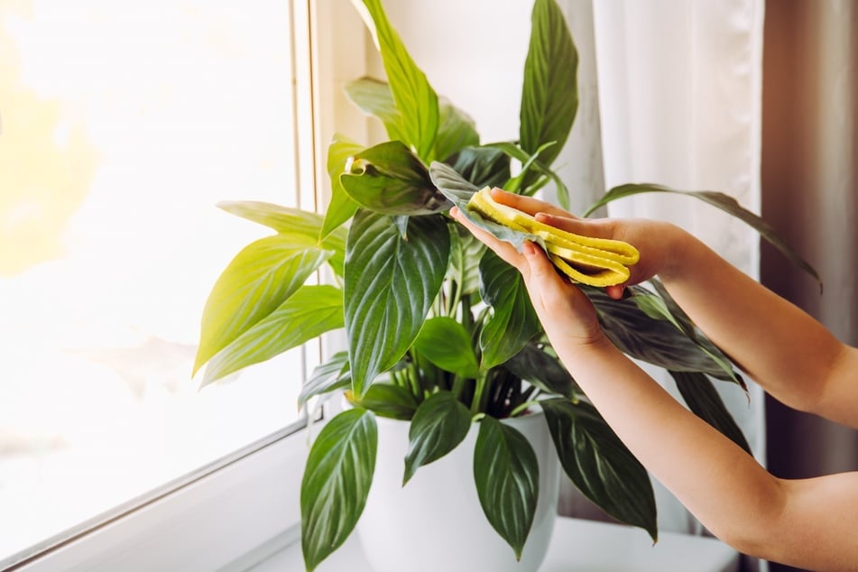 Pflegeleichte Zimmerpflanzen: Diese Pflanzen sind robust und anspruchslos