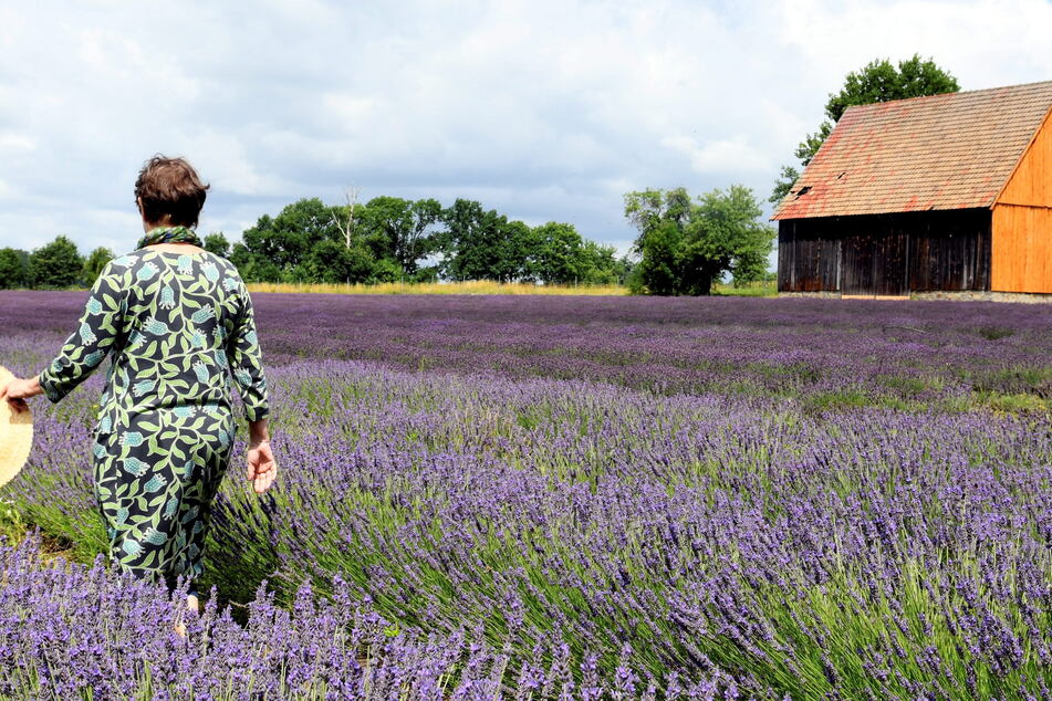 Ein Bild aus der französischen Provence? Nein, ein Lavendelfeld aus der Lausitz.