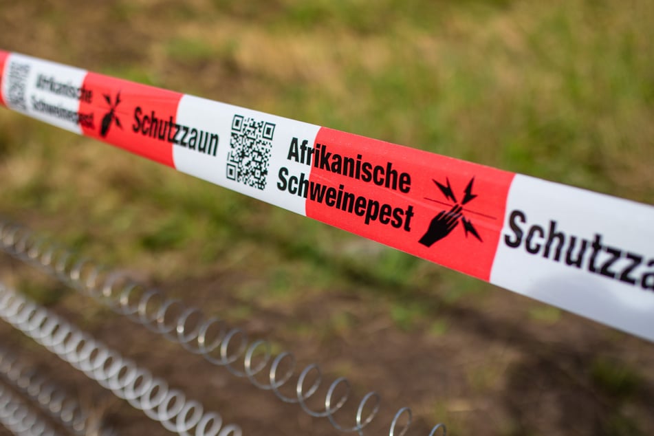 Rund um den Fundort des ersten in NRW an der Schweinepest verendeten Tieres wurde die sogenannte "infizierte Zone" festgelegt. Hier gelten besondere Vorschriften. (Symbolbild)