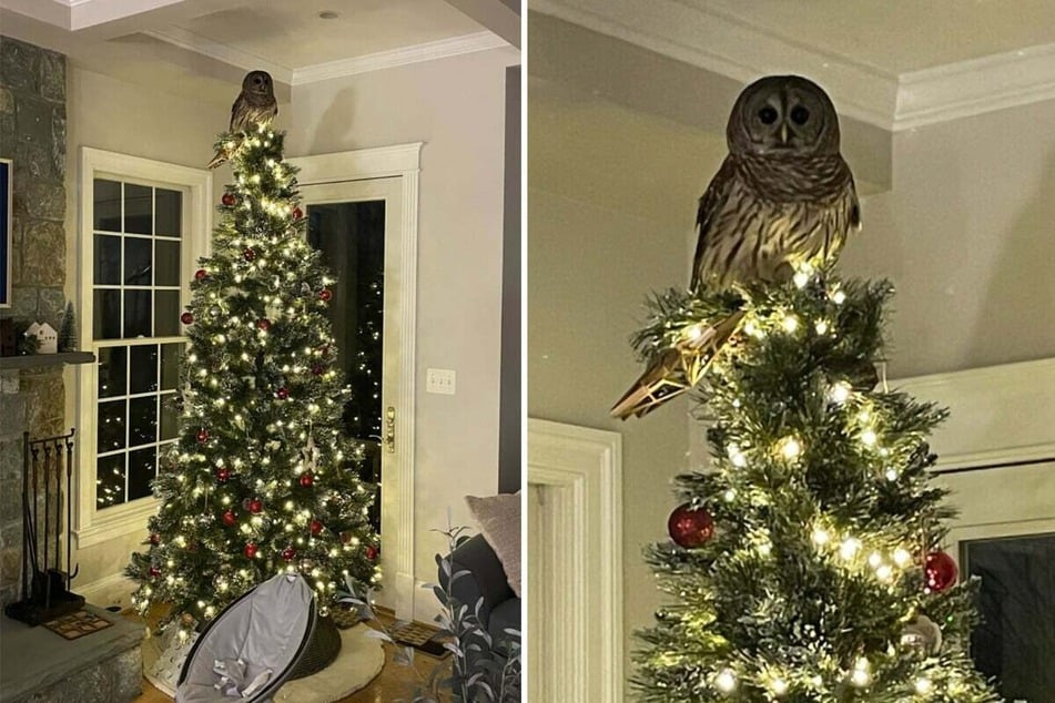 An owl fluttered into a house and perched on top of their Christmas tree in a shocking viral post... and just like Santa Claus himself, it came down the chimney!