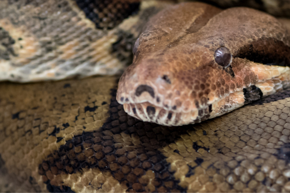 Das Bild zeigt eine Boa Constrictor. Eine solche Schlange wird gerade in Landshut vermisst. (Symbolbild)