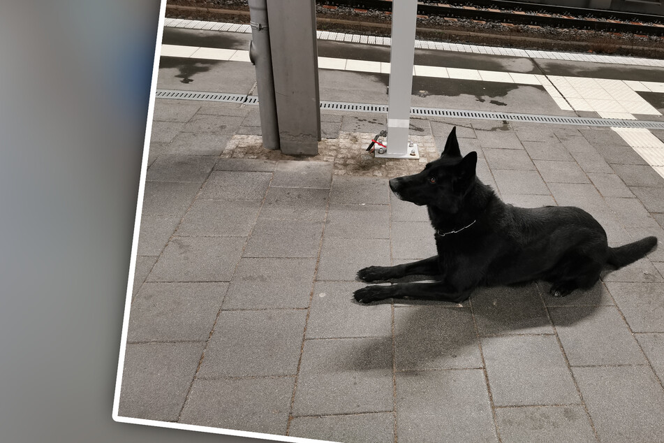 Großer Einsatz für Spürhund Yukon: Herrenloses Gepäck am Hauptbahnhof