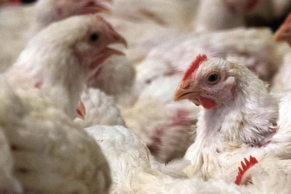 Noch mehr Schlachtungen? Newcastle-Virus bedroht 30.000 Masthähnchen in Oberbayern