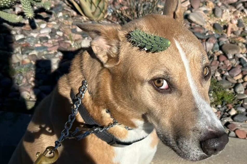 Emily se na okamžik odvrátila, pak měl její pes najednou něco na hlavě.