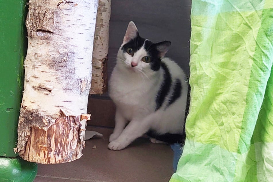 Vindt de kat, ondanks het vermeende “handicap”, toch nog een plekje en daarmee een happy end?