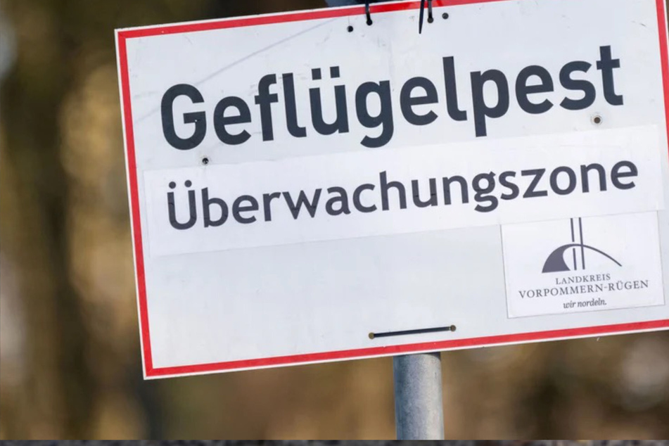 Tiere nicht berühren, Ställe dicht lassen: Verdacht auf Vogelgrippe in Stendal
