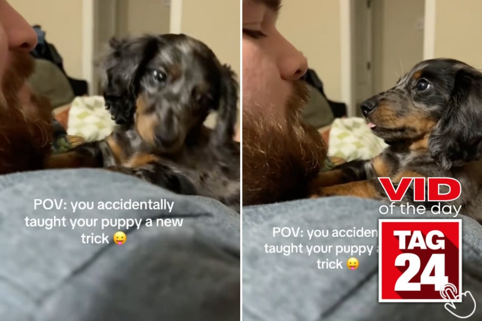 This adorable puppy copied his owner's wild expression, and viewers on TikTok can't stop laughing!