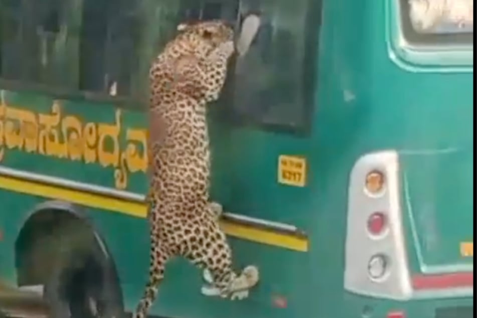 Spätestens in diesem Moment war es mit der Ruhe vorbei: Die für ihren Killerinstinkt berüchtigte Raubkatze wollte durchs Fenster in den Bus springen.