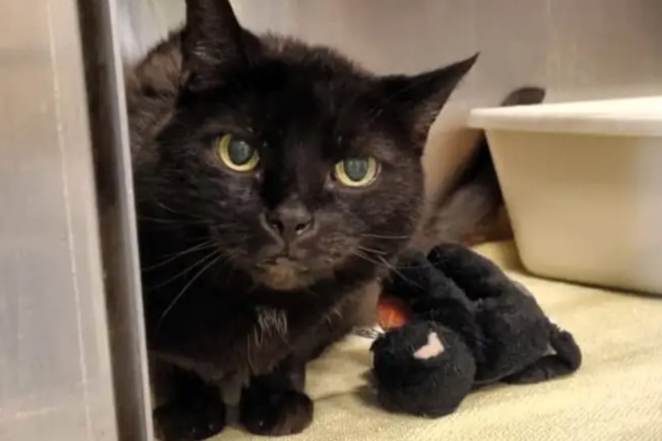 Katze Kiki aus dem Hamburger Tierheim ist auf der Suche nach einem Zuhause für ihren Lebensabend.