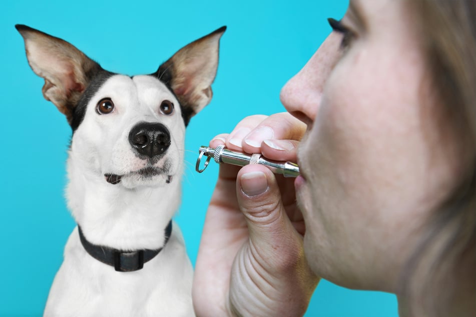 Ist eine Hundepfeife schmerzhaft für Hunde oder nicht?