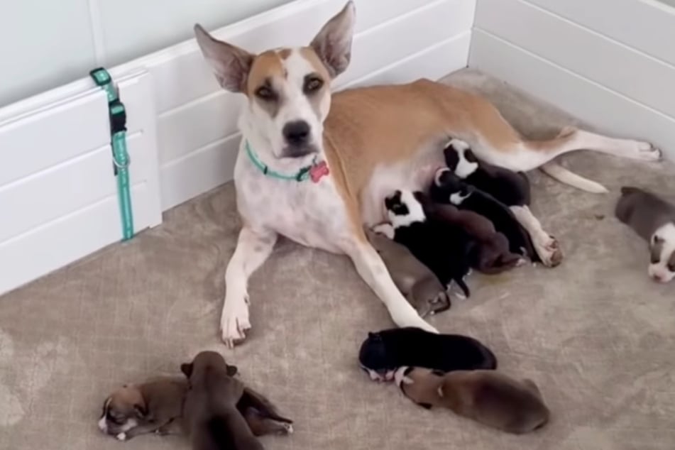 Die Hunde-Mama hat gar nicht genug Zitzen, um ihre Welpen gleichzeitig zu säugen. Die Kleinen müssen sich ihr Plätzchen der Reihe nach erobern.