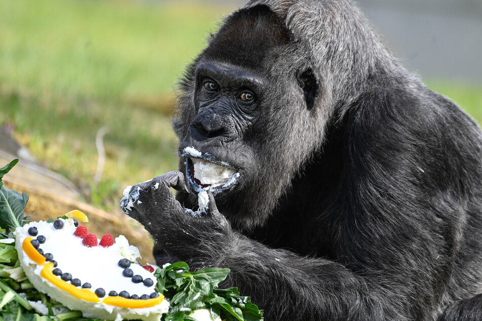 Fatou is the oldest living gorilla in captivity.