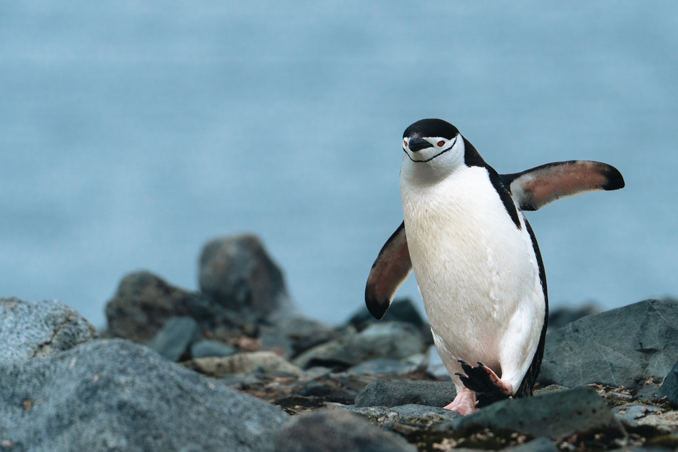 Chinstrap penguins take over 10,000 naps per day, averaged about four seconds each.