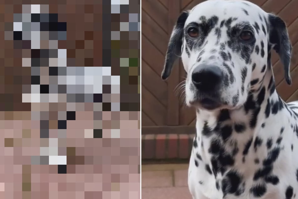 Besonderer Hund verzaubert das Netz: Ist das eine Mischung aus Dalmatiner und Beagle?