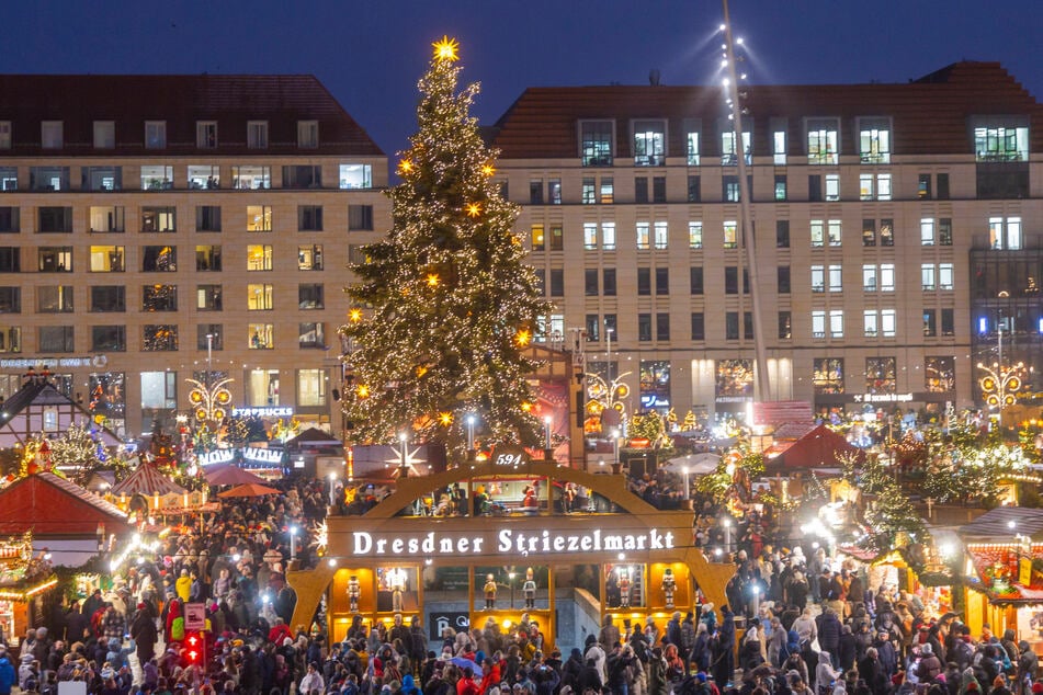 Wird der Weihnachtsbaum auf dem Striezelmarkt dieses Jahr zu Sachsens schönster Tanne gekürt?