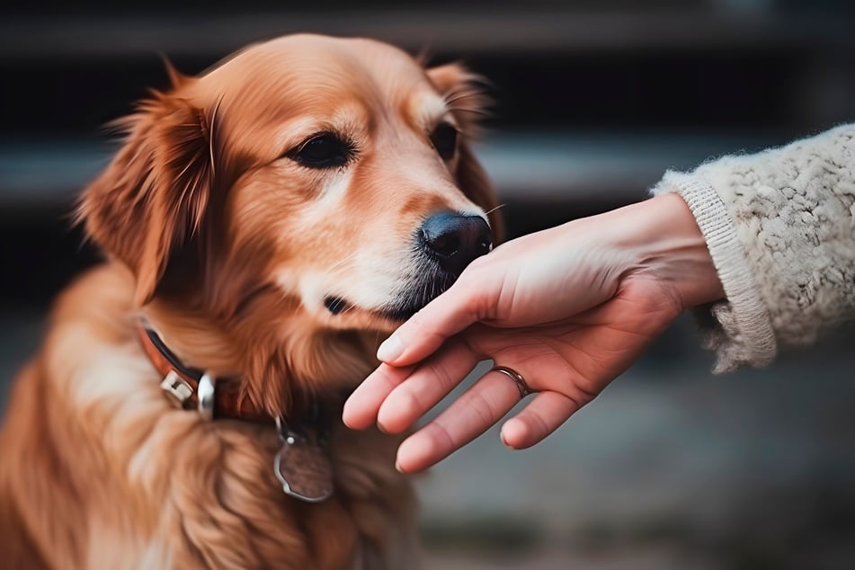 Wie weit reicht der Geruchssinn eines Hundes?