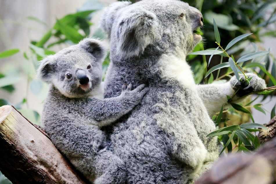 Koalabär-Mama Gooni frisst mit ihrem gut sieben Monate alten Nachwuchs im Zoo Eukalyptusblätter. Die Zoos in NRW haben durch die Corona-Schließungen und Besucherbegrenzungen im vergangenen Jahr Millionen an Einnahmen eingebüßt und leben derzeit von ihren Rücklagen.