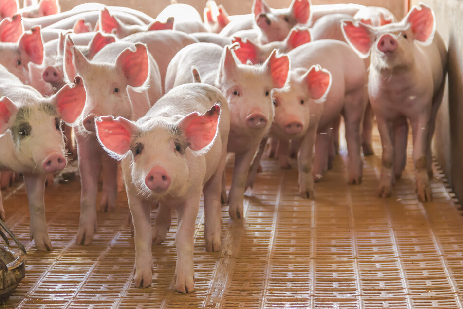 Schweinefleisch wird in Sachsen immer weniger produziert.