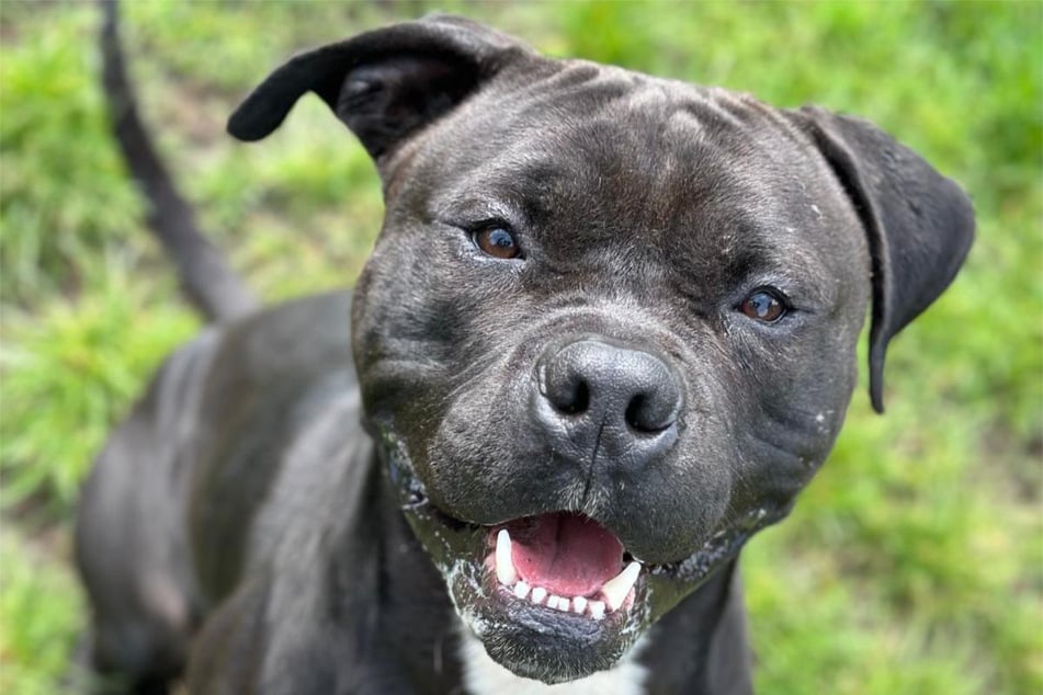 American Staffordshire-Mischling Major aus dem Hamburger Tierheim sucht nach einem liebevollen Zuhause.