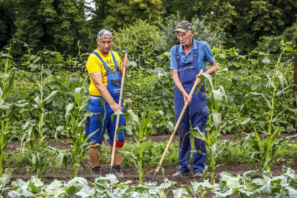 Die Langzeitarbeitslosen Uwe (44) und Manfred (63) kümmern sich um Mais und Kohlrabi.