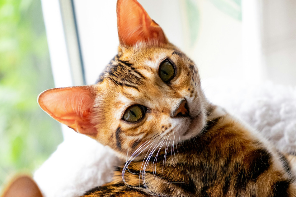Bengal cats are famous for looking quite a lot like tigers.