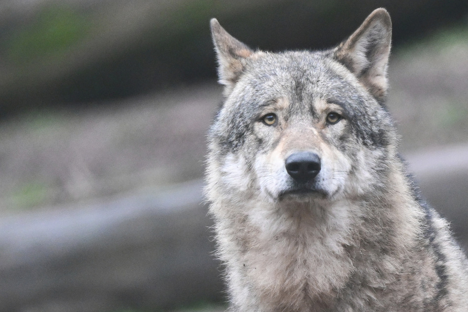 Wolf zum Abschuss freigegeben: Darum wird er erst nächste Woche gejagt