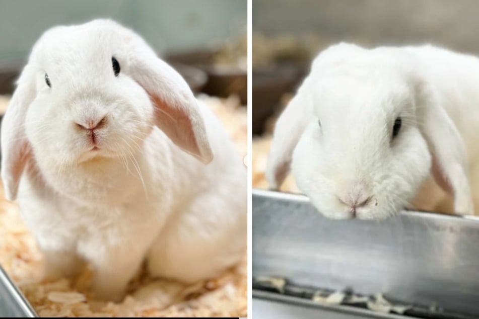 Das Widderkaninchen Bernadette wohnt im Tierheim Berlin und sucht nach einem artgerechten Zuhause.