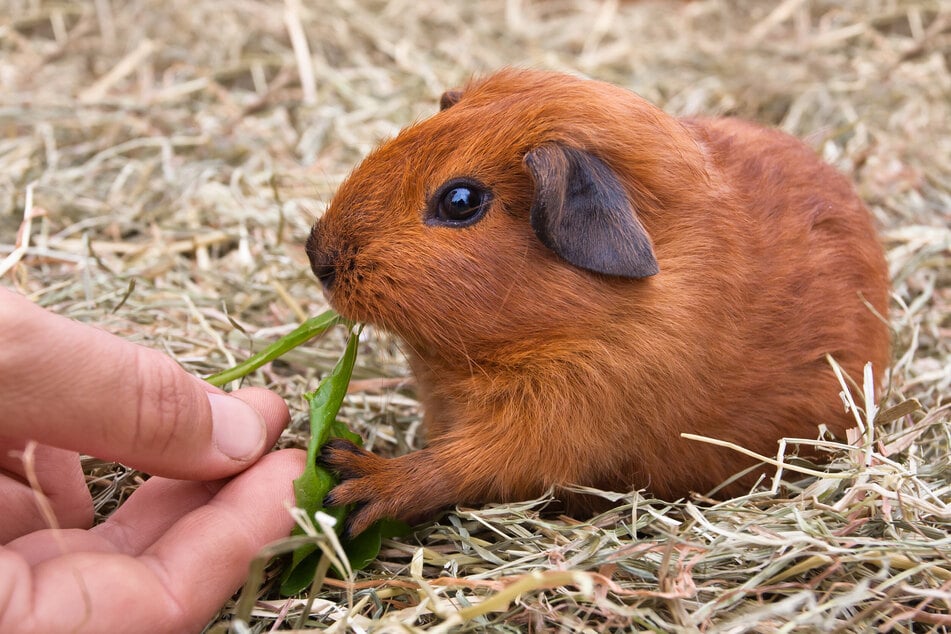 Leckerlis sind eine gute Möglichkeit, Meerschweinchen anzulocken.