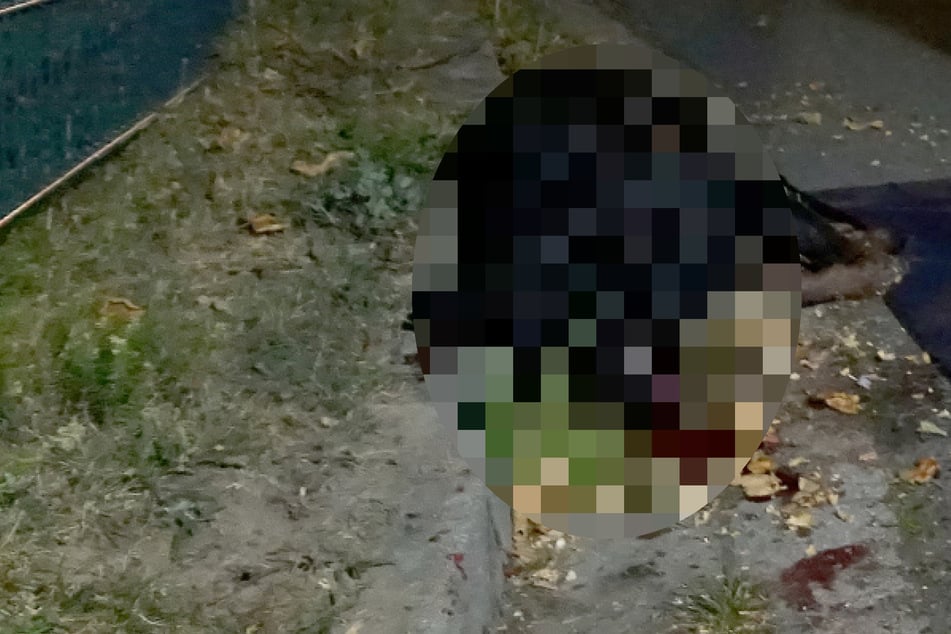 Rottweiler attackiert in Dohna zwei Menschen: Polizei erschießt das Tier