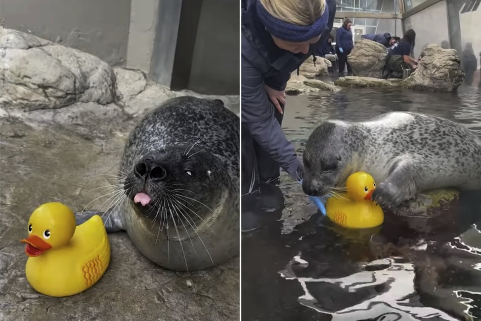 Die Seehund-Dame Reggae (33) verbringt ihre Zeit am liebsten mit einer gelben Badeente.