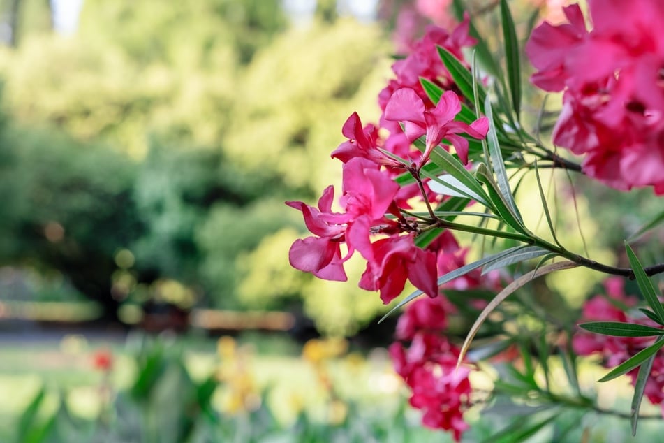 Oleander überwintern: Die mediterrane Pflanze ist nicht frosthart.