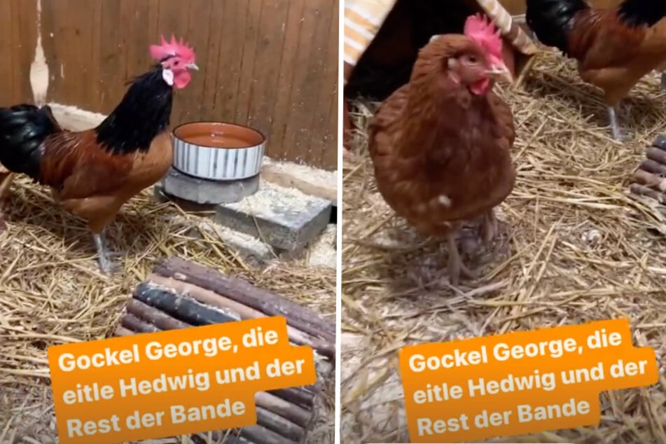 Gemeinsam mit ihren Freundinnen und Kumpel George lässt es sich Henne Hedwig so richtig gut gehen.