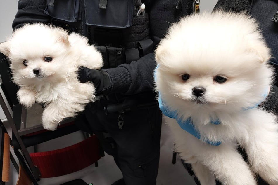 Im Kofferraum eines Kleinbusses befanden sich fünf Hundewelpen.