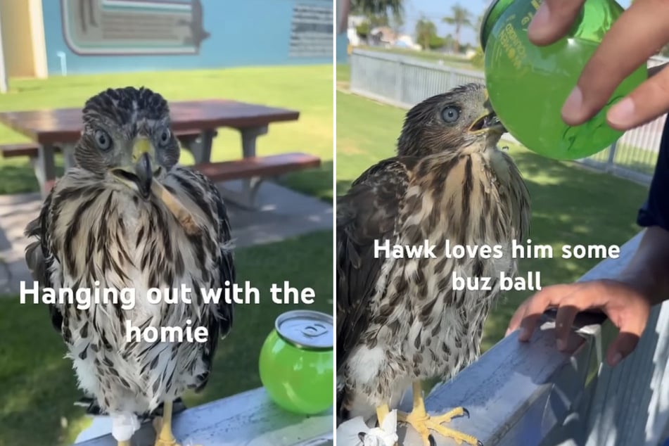 A 25-year-old man was jailed in California for capturing a baby Cooper's hawk and giving it alcohol.