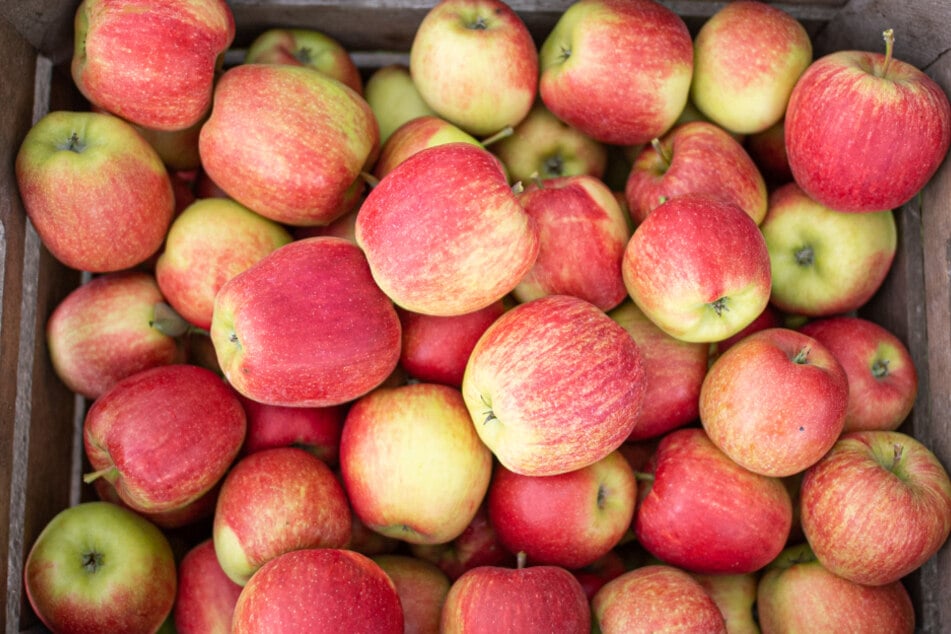 Wegen Hitze und extremer Trockenheit: Apfelernte in NRW verliert an Biss
