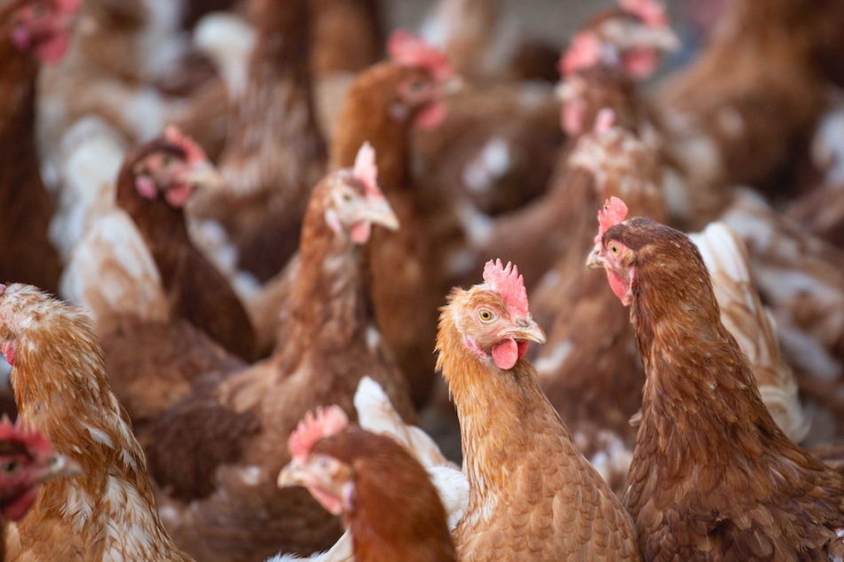 Neue Tierseuche: Amt warnt vor "Newcastle-Krankheit" und ergreift Maßnahmen