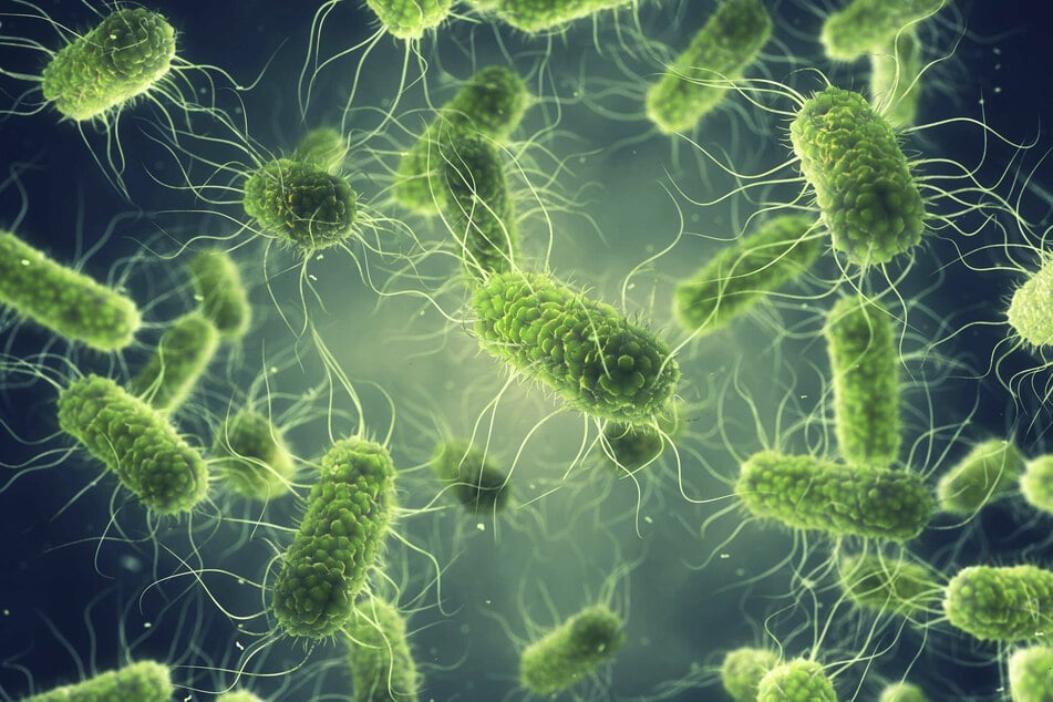 CDC finds out "wild" cause of salmonella outbreak across multiple states