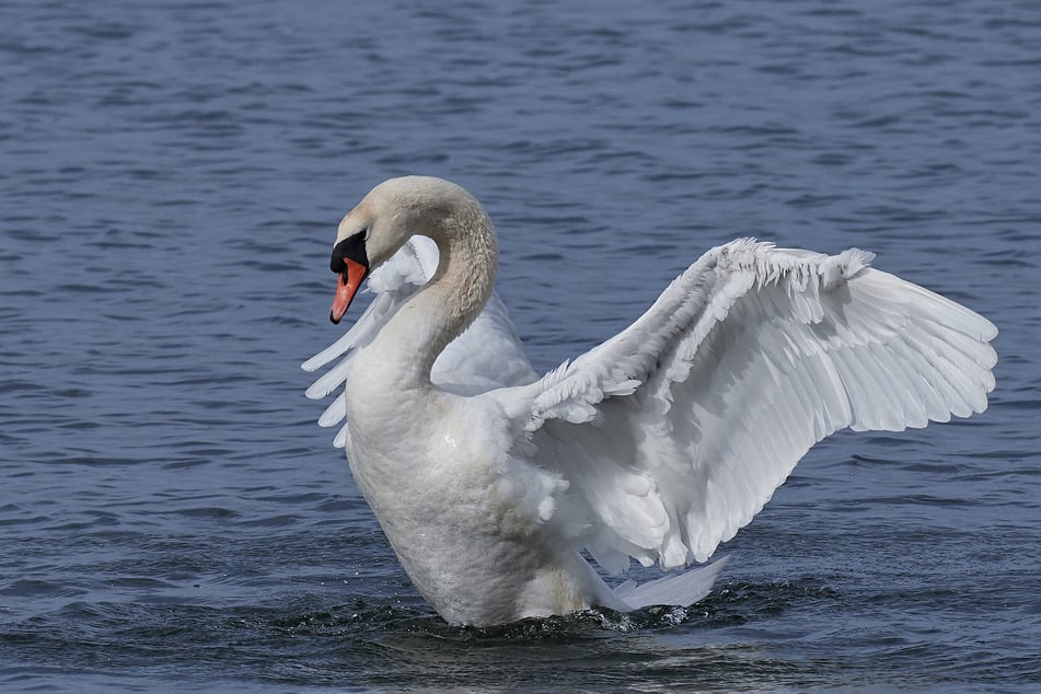 Scheinbar wollte der Schwan sein Revier verteidigen. (Symboldbild)