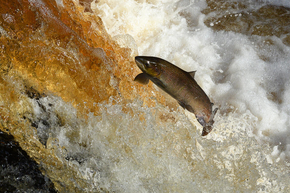 Despite a "staggering" loss in migratory fish populations, not all hope is lost.