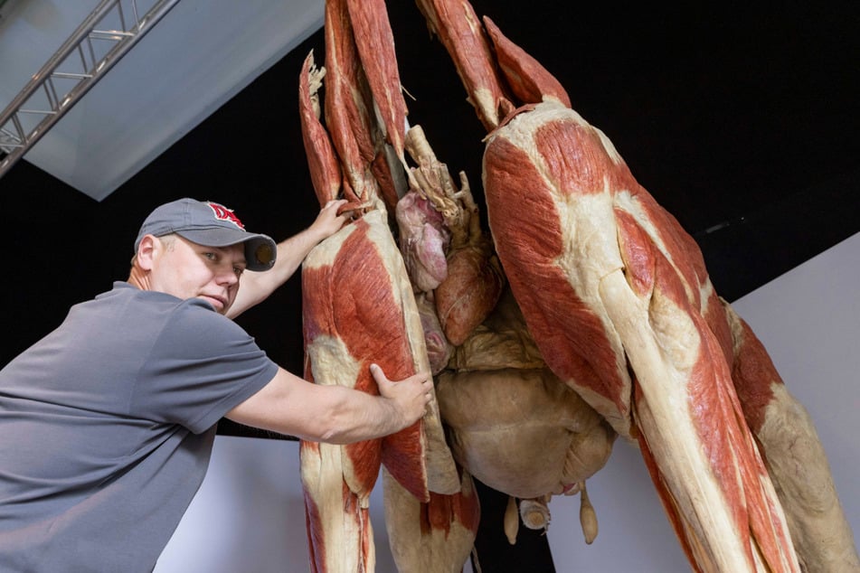 Timmy Fleschner (39) baut das Giraffen-Plastinat zusammen.